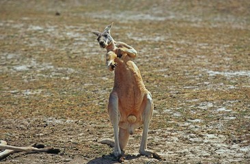 Red Kangaroo, macropus rufus, Male standing on Dry Grass, Australia © slowmotiongli