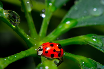 ladybug on a leaf with water drops