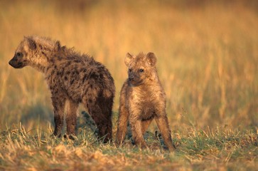 Spotted Hyena, crocuta crocuta, Youngs standing on Dry Grass, Masai Mara Park in Kenya