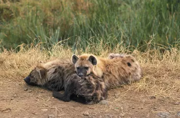  Spotted Hyena, crocuta crocuta, Adults Sleeping, Masai Mara Park in Kenya © slowmotiongli