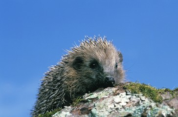 European Hedgehog, erinaceus europaeus, Adult against Blue Sky, Normandy