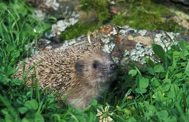 European Hedgehog, erinaceus europaeus, Adult standing on Grass, Normandy