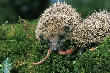 European Hedgehog, erinaceus europaeus, Adults eating Earthworm, Normandy