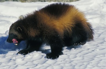 North American Wolverine, gulo gulo luscus, Adult standing on Snow, Licking its Nose, Canada