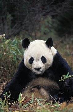 Giant Panda, ailuropoda melanoleuca, Adult sitting, Wolong Reserve in China