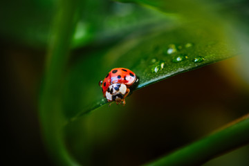 ladybug on a leaf with water drops