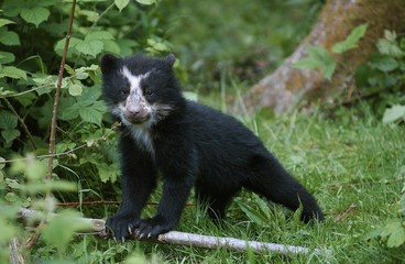 Spectacled Bear, tremarctos ornatus, Young standing on Grass