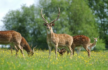 Naklejka na ściany i meble Axis Deer, axis axis, Herd standing in Meadow with Flowers