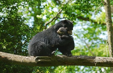 Spectacled Bear, tremarctos ornatus, Female with Young standing on Branch