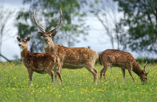 Axis Deer, axis axis, Herd standing in Meadow with Flowers