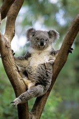 Koala, phascolarctos cinereus, Female standing on Branch