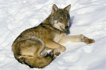 European Wolf, canis lupus, Adult laying down on Snow