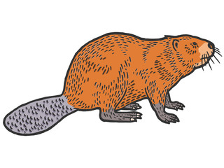 Beaver rodent mammal. Scratch board imitation. Color engraving raster © toricheks
