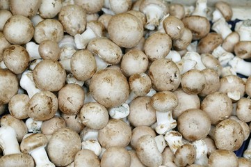 Button or Cultivated Mushroom, agaricus bisporus