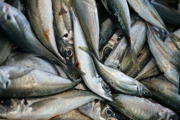 Horse Mackerels, tachurus trachurus, Fresh Fishes at Fishmonger's shop