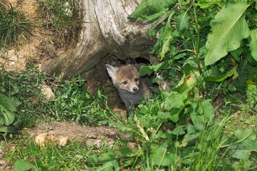 Red Fox, vulpes vulpes, Pup standing at Den Entrance, Normandy