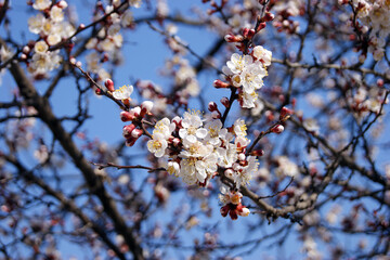 White flowers and buds of an apricot tree in spring blossom.