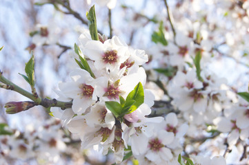 White flowers and buds of an cherry tree in spring blossom.