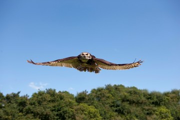 Cape Eagle Owl, bubo capensis, Adult in Flight against Blue Sky
