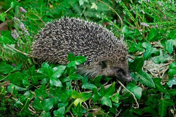 European Hedgehog, erinaceus europaeus, Adult standing on Moss, Normandy