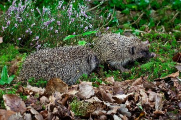 Naklejka premium European Hedgehog, erinaceus europaeus, Adults standing on Heater, Normandy