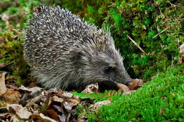 European Hedgehog, erinaceus europaeus, Adult standing on Moss, Normandy