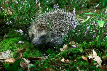 European Hedgehog, erinaceus europaeus, Adult standing on Heater, Normandy © slowmotiongli