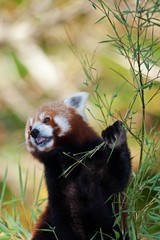 Red Panda, ailurus fulgens, Adult Eating Bamboo