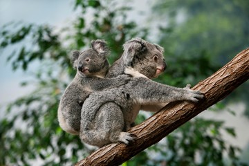 Koala, phascolarctos cinereus, Female carrying Yound on its Back