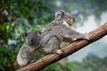 Koala, phascolarctos cinereus, Female carrying Yound on its Back