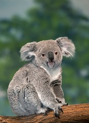Koala, phascolarctos cinereus, Female standing on Branch