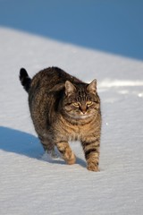 Fototapeta premium Brown Tabby Domestic Cat, Female walking on Snow, Normandy