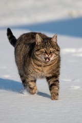 Fototapeta premium Brown Tabby Domestic Cat, Female walking on Snow, Normandy