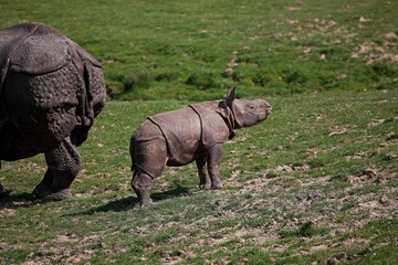 Fototapeta premium Indian Rhinoceros, rhinoceros unicornis, Mother with Calf