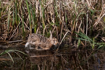 European Brown Hare, lepus europaeus, Adult running in Water, Normandy