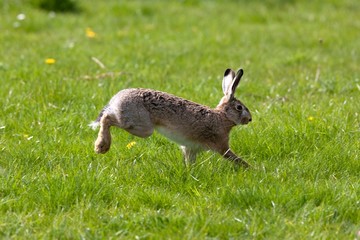 European Brown Hare, lepus europaeus, Adult running on Grass, Normandy