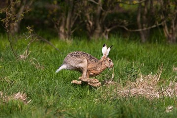 Naklejka na ściany i meble European Brown Hare, lepus europaeus, Adult running on Grass, Normandy