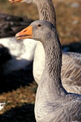 Toulouse Goose, Breed producing Pate de Foie Gras in the South of France
