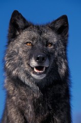 Mackenzie Valley Wolf, canis lupus mackenzii, Portrait of Adult, Canada