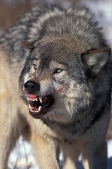 North American Grey Wolf, canis lupus occidentalis, Adult in Defensive Posture, Canada