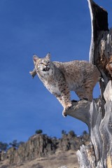 Fototapeta na wymiar Bobcat, lynx rufus, Adult standing in Tree against Blue Sky, Canada