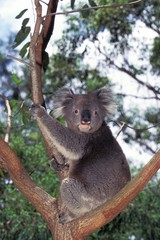 Koala, phascolarctos cinereus, Adult standing in Tree, Australia