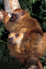 Obraz premium Black Lemur, eulemur macaco, Female with young standing on Branch