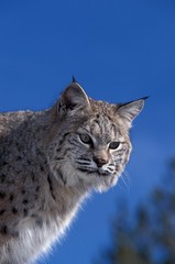Bobcat, lynx rufus, Portrait of Adult against Blue Sky, Canada