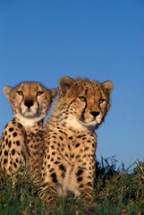 Cheetah, acinonyx jubatus, Adults, Masai Mara Park in Kenya