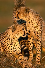 Cheetah, acinonyx jubatus, Adults, Masai Mara Park in Kenya