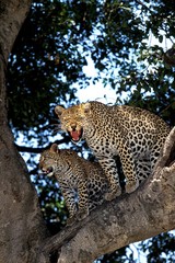 Leopard, panthera pardus, Cub with Female snarling, Samburu Park in Kenya