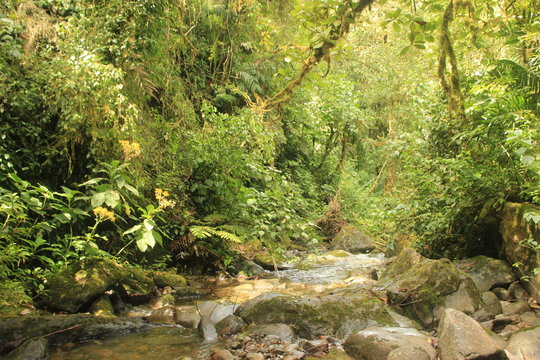 Stream with stones flow in the middle of the jungle in Corcovado National Park in Costa Rica