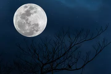Crédence de cuisine en verre imprimé Pleine Lune arbre Pleine lune dans le ciel avec une branche d& 39 arbre silhouette.
