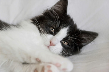 portrait of cute sleepy tuxedo cat kitten on white blanket 